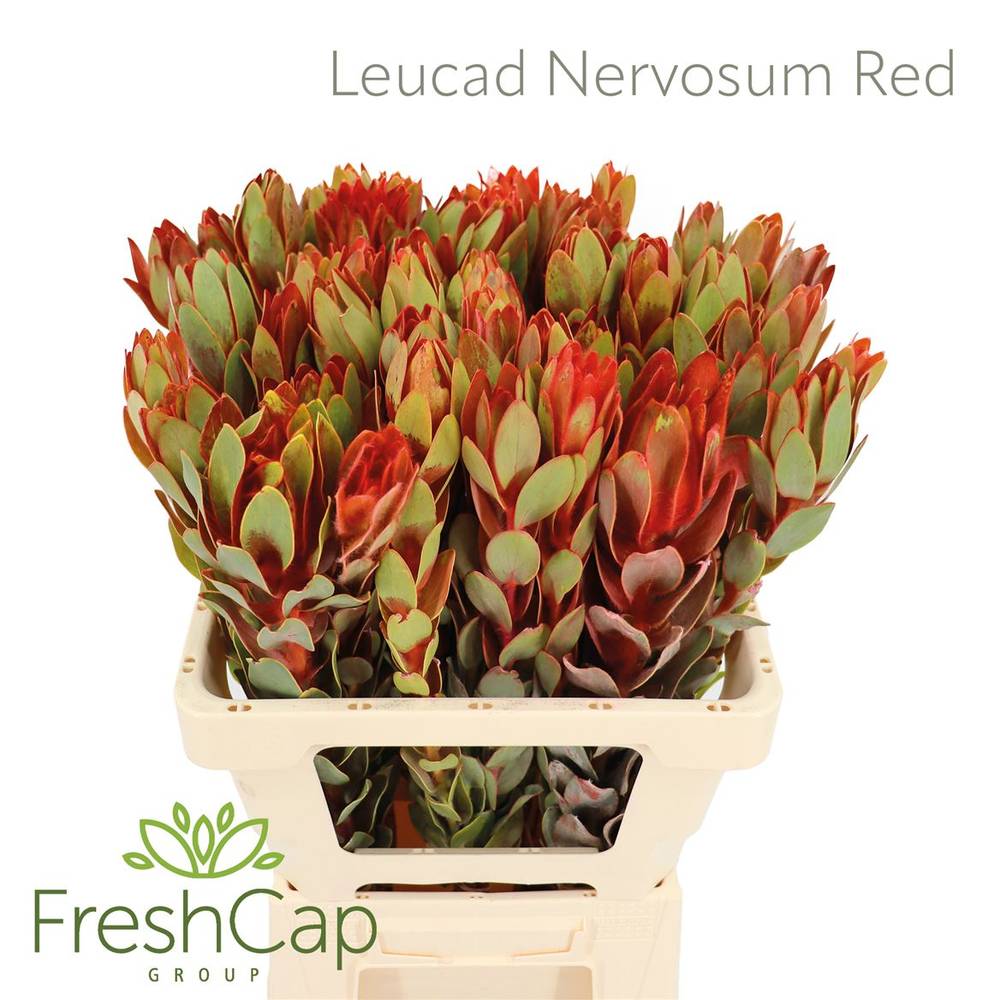 Leucadendron rot Nervosum 60cm