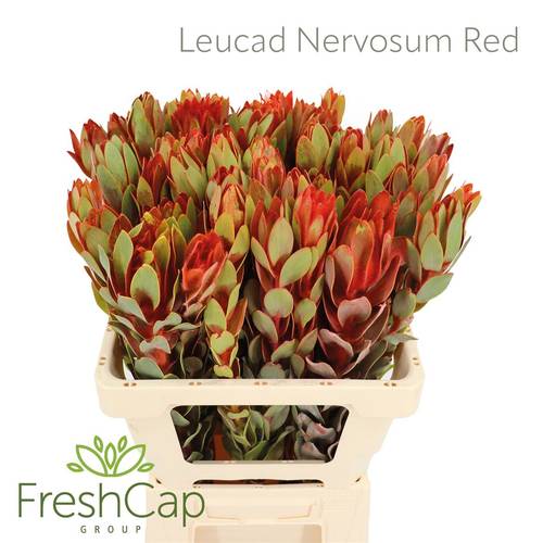 Leucadendron rot Nervosum 60cm