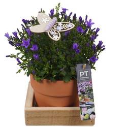 Garten.Arr PTPP6919 T14 H024