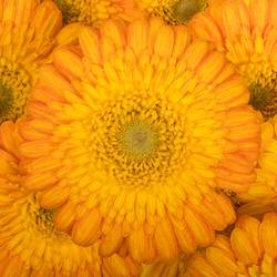 Germini orange/gelb Gizela