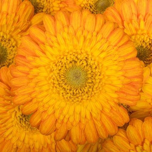 Germini orange/gelb Gizela