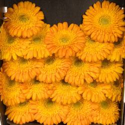 Germini orange/gelb Gizela