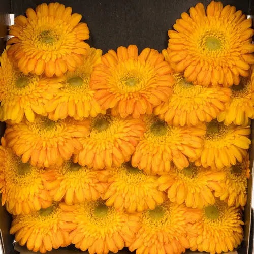 Germini orange/gelb Gizela