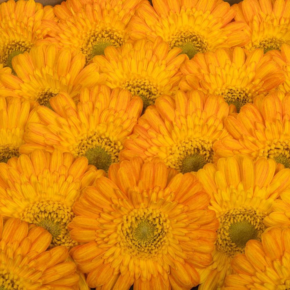 Germini orange/gelb Gizela