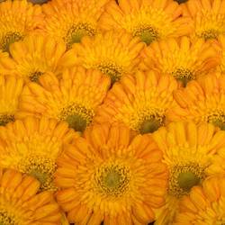 Germini orange/gelb Gizela