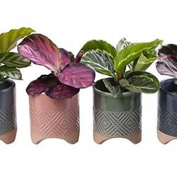 Calathea mix Keramik 55597 T06 H015