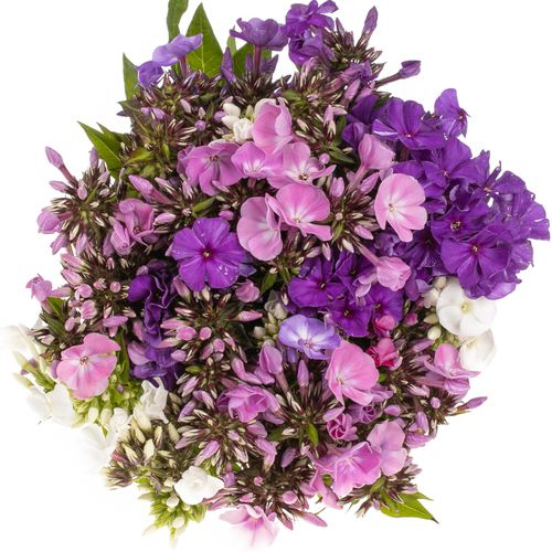 Phlox mix Bündel 40cm