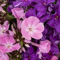 Phlox mix Bündel 40cm