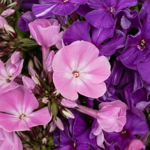 Phlox mix Bündel 40cm