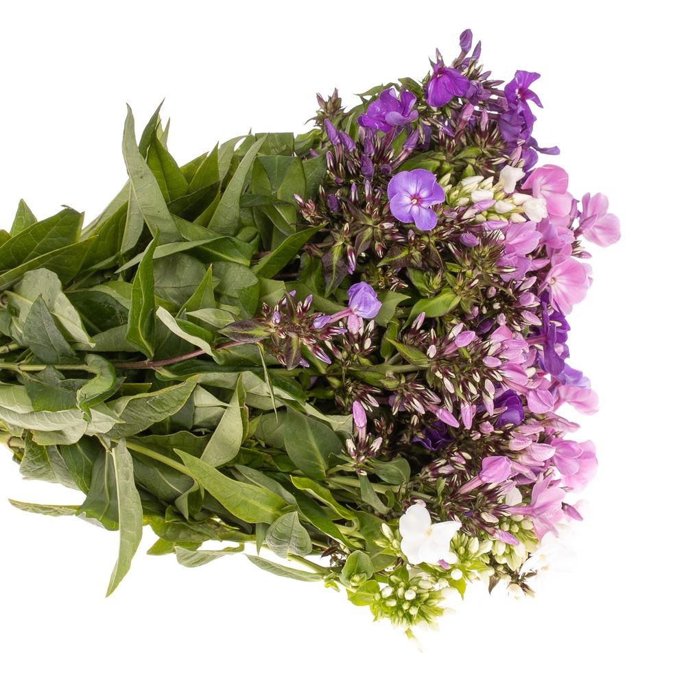 Phlox mix Bündel 40cm