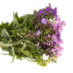 Phlox mix Bündel 40cm