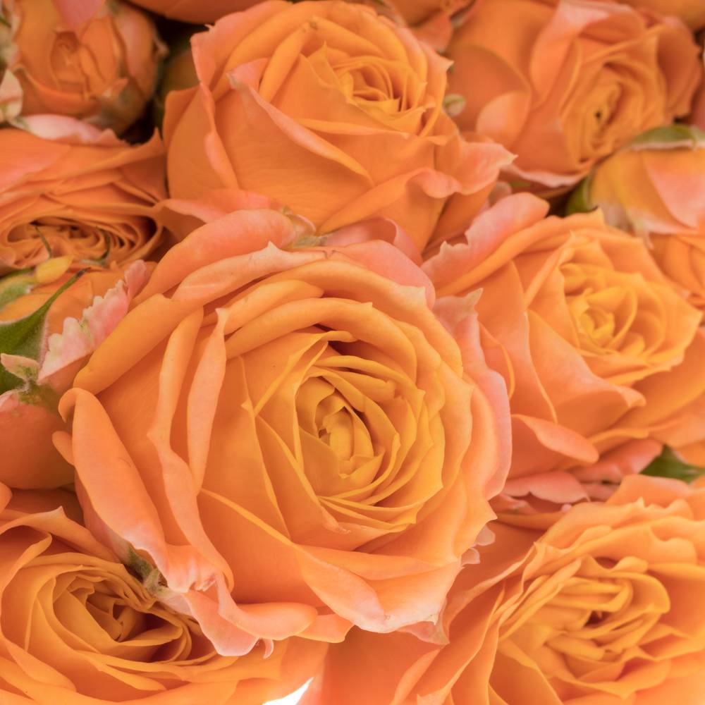 Rose verzweigt orange Coral Bubbles 6+Blüte 70cm