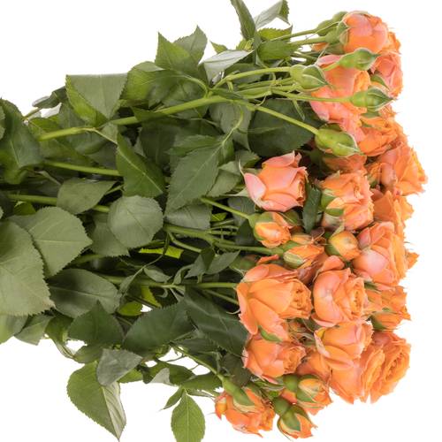 Rose verzweigt orange Coral Bubbles 6+Blüte 70cm