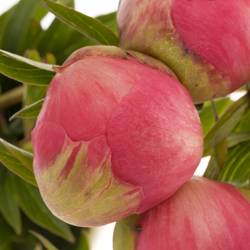 Pfingstrose rosa lachs Charm EX 60cm