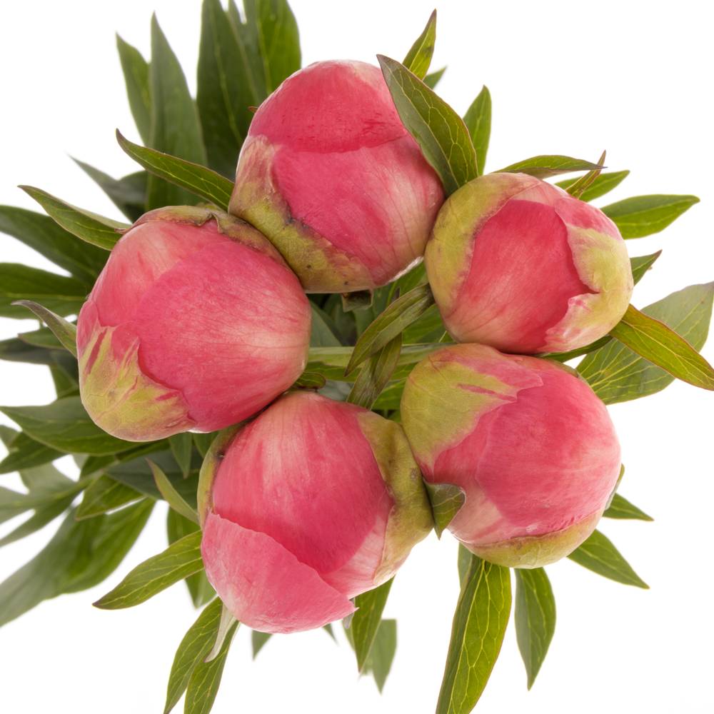 Pfingstrose rosa lachs Charm EX 60cm
