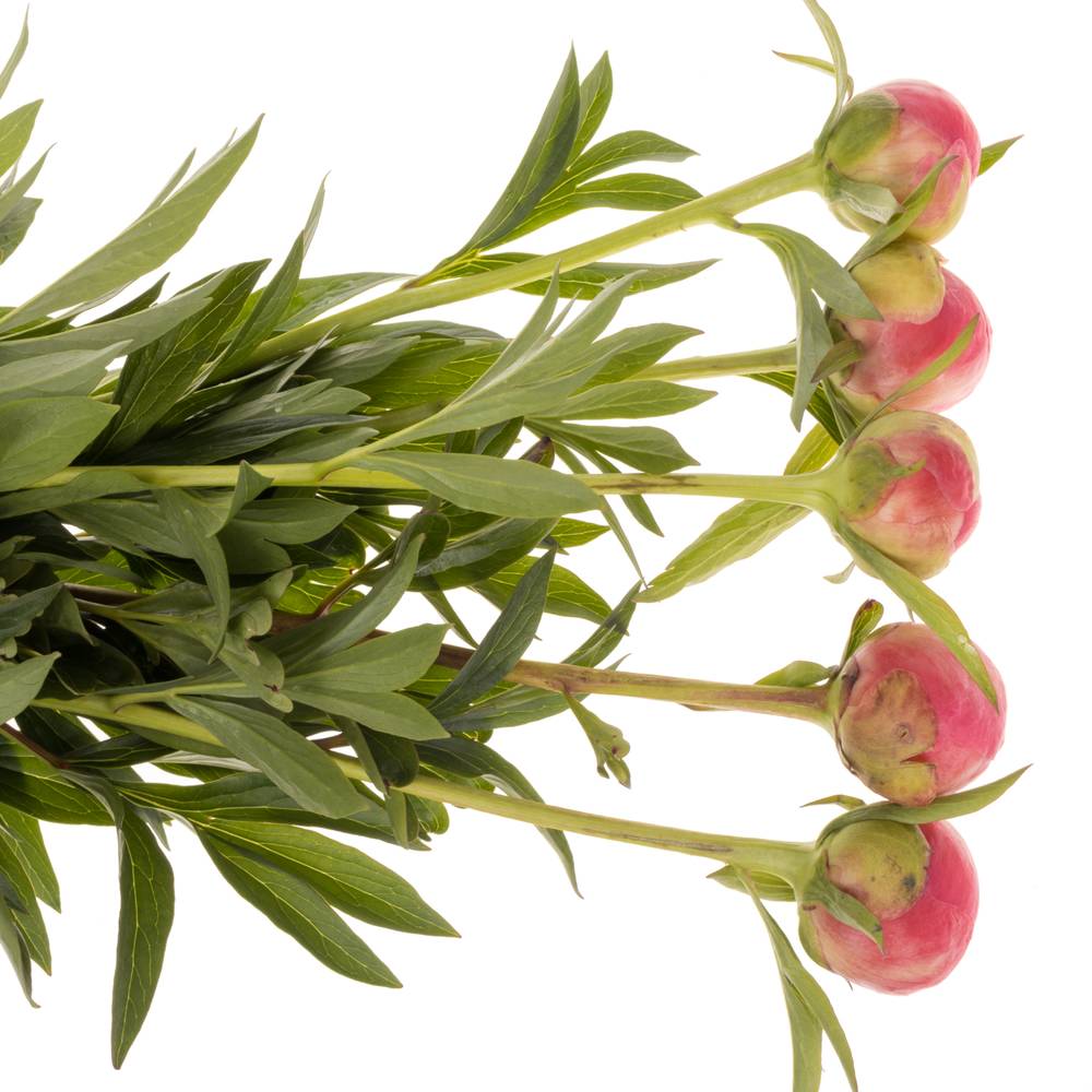 Pfingstrose rosa lachs Charm EX 60cm
