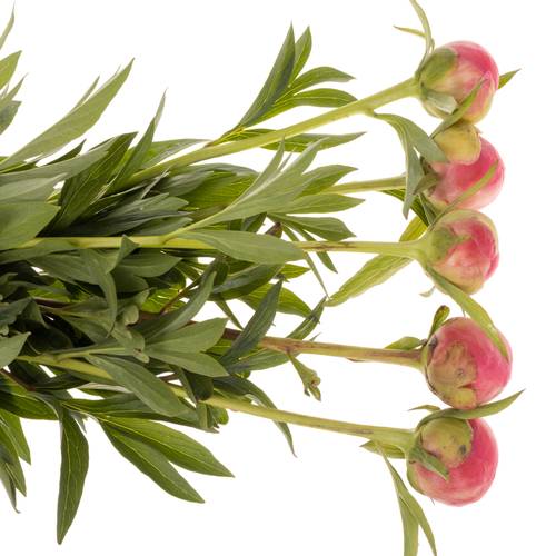Pfingstrose rosa lachs Charm EX 60cm