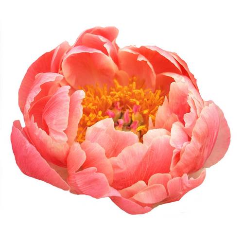 Pfingstrose rosa Lachs Charm 60cm