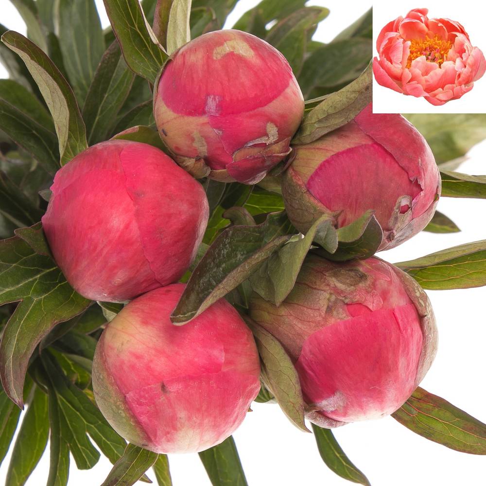 Pfingstrose rosa lachs Charm EX 60cm