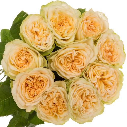 Rose apricot Amberley Park gefüllt 70cm