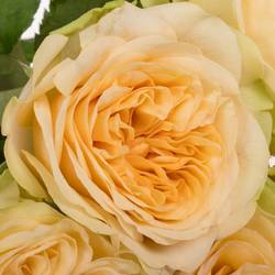 Rose apricot Amberley Park gefüllt 70cm