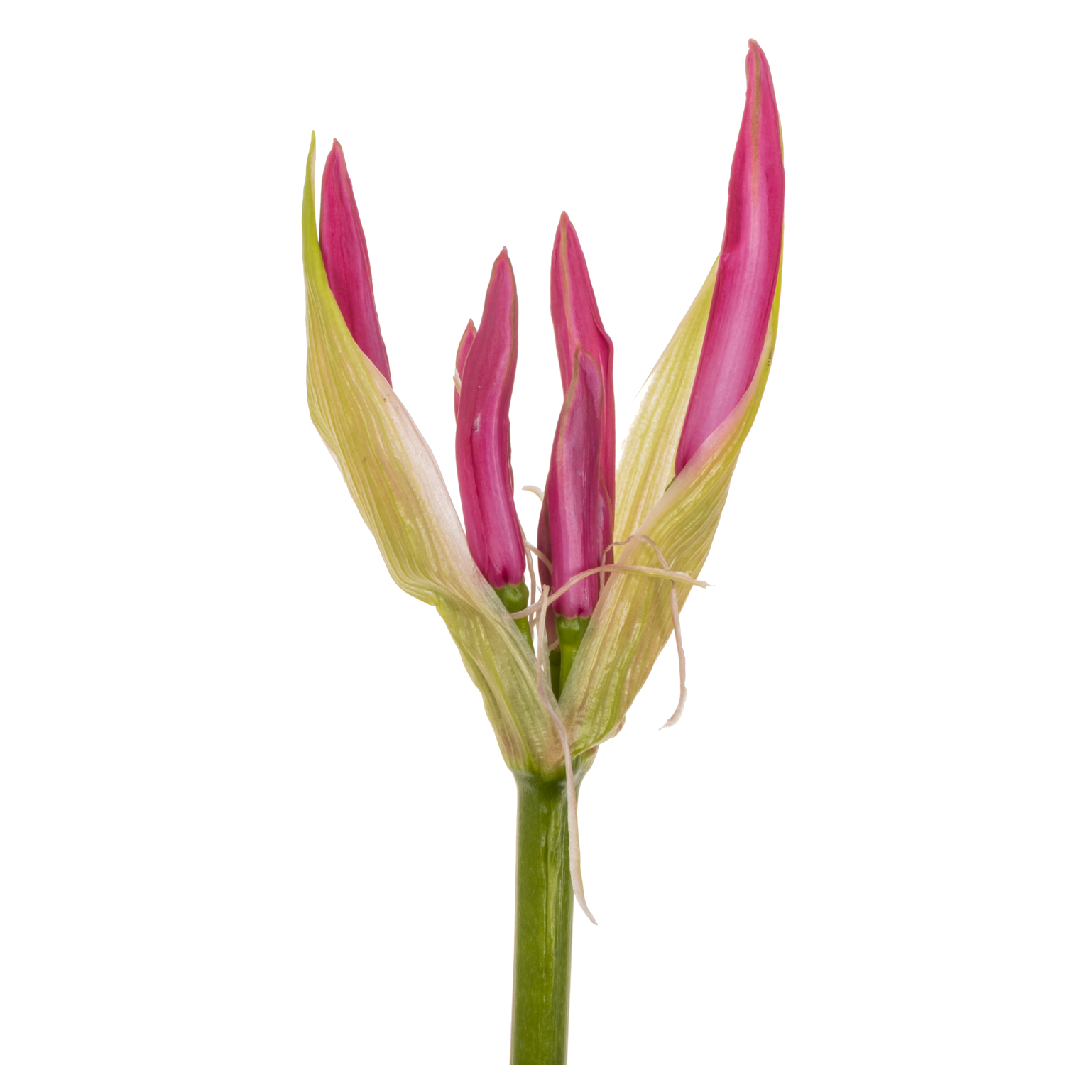 Nerine rosa Ras van Roon 50cm