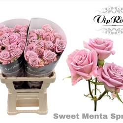 Rose verzweigt hell rosa Sweet Menta 5+Blüte 70cm