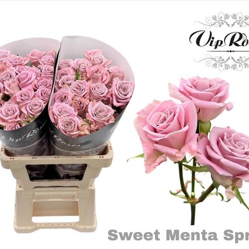Rose verzweigt hell rosa Sweet Menta 5+Blüte 70cm