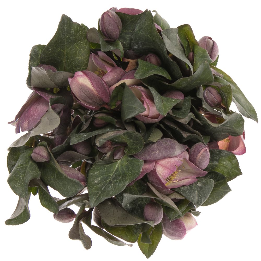 Helleborus pink/lila Penny Pink 35cm
