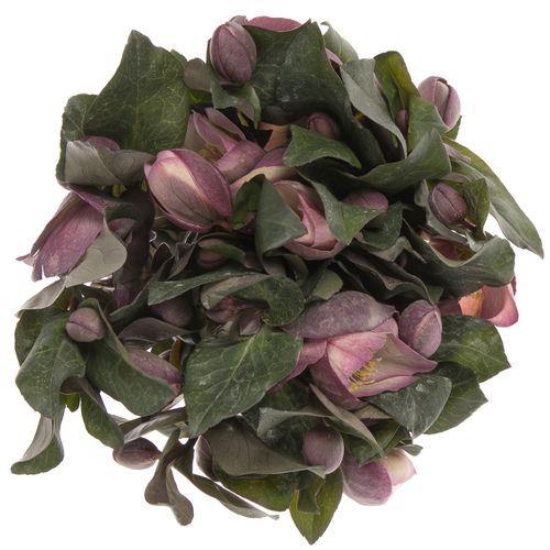 Helleborus pink/lila Penny Pink 35cm