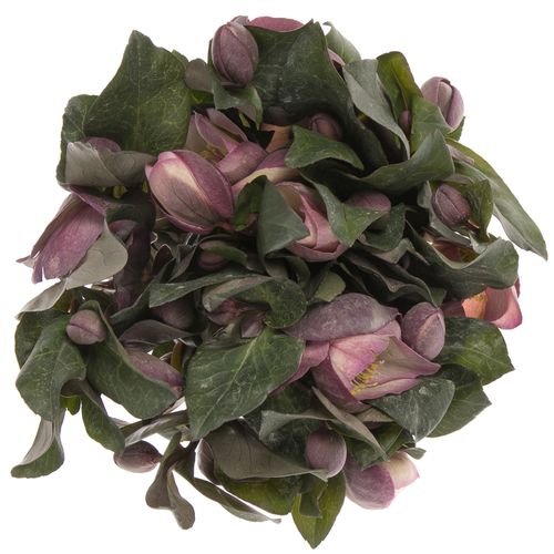Helleborus pink/lila Penny Pink 35cm