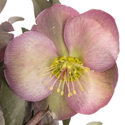 Helleborus pink/lila Penny Pink 35cm