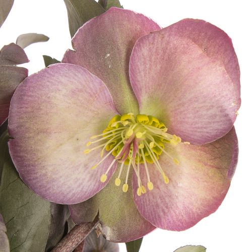Helleborus pink/lila Penny Pink 35cm