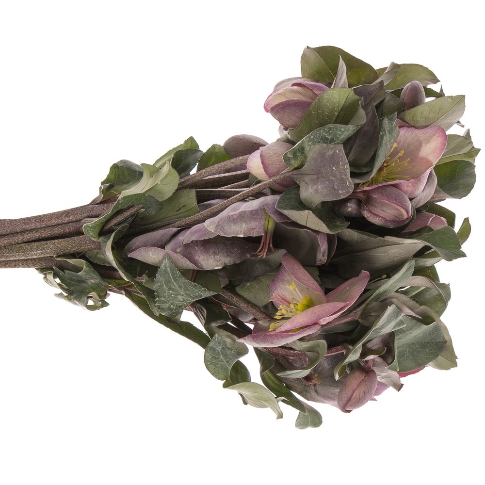 Helleborus pink/lila Penny Pink 35cm