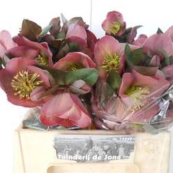 Helleborus rosa Penny Pink 35cm