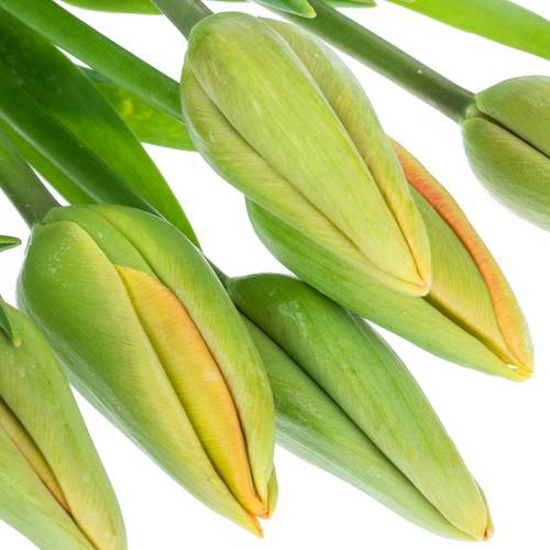 Franz.orange Avignon 60 Gramm 55cm