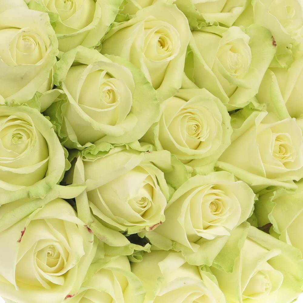 Rose creme/weiss Avalanche 100cm x20