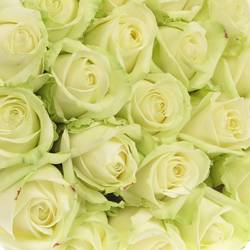 Rose creme/weiss Avalanche 100cm x20