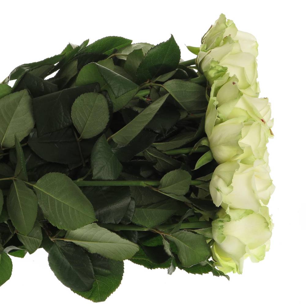 Rose creme/weiss Avalanche 100cm x20