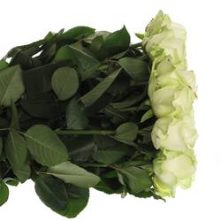 Rose creme/weiss Avalanche 100cm x20