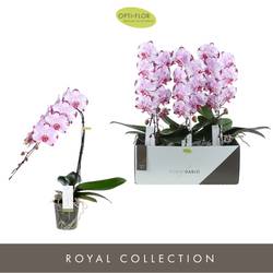 Phal.1-R rosa/weiss Formidablo Igua T12 H060