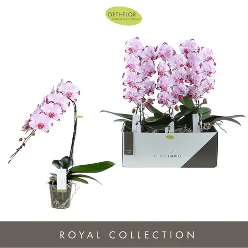Phal.1-R rosa/weiss Formidablo Igua T12 H060