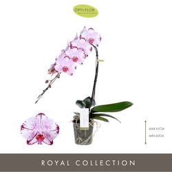 Phal.1-R rosa/weiss Formidablo Igua T12 H060