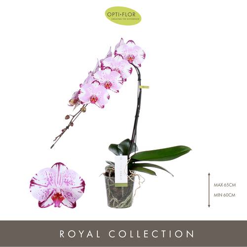 Phal.1-R rosa/weiss Formidablo Igua T12 H060