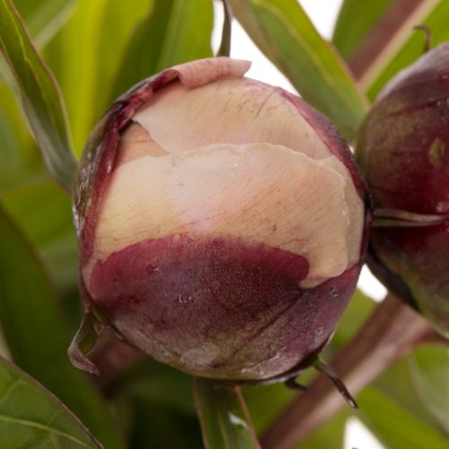 Pfingstrose rosa Duffy 60cm