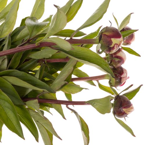 Pfingstrose rosa Duffy 60cm