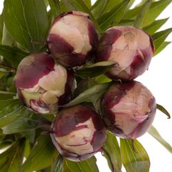 Pfingstrose rosa Duffy 60cm