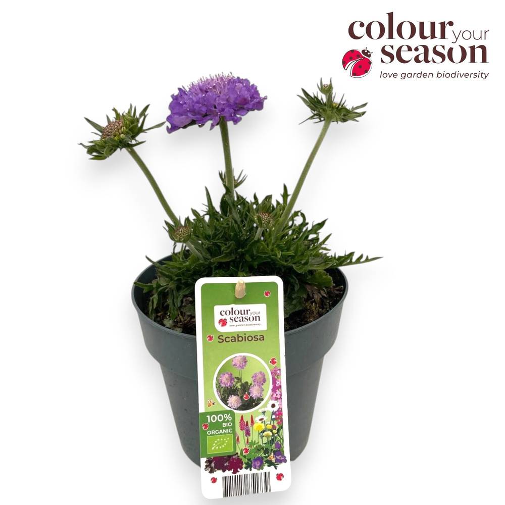 Scabiosa lila Mariposa T15 H050