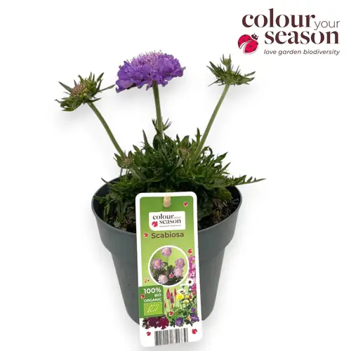 Scabiosa lila Mariposa T15 H050