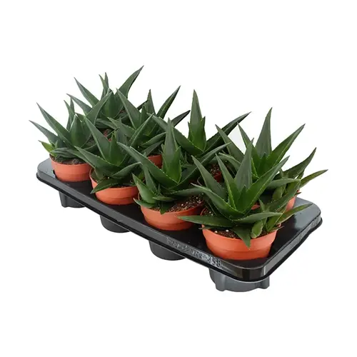 Haworthia West Jogoo T12 H18